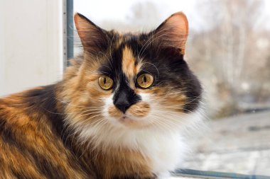 Üç renkli siyah kırmızı beyaz yerli kedi üstünde belgili tanımlık pencere oturan sarı gözlü