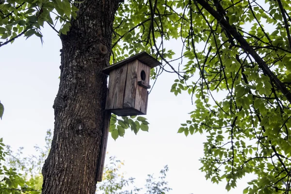 Дом Птиц Высоко Большом Дереве Летнее Время Период — стоковое фото