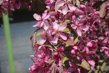 Pembe çiçekler ile şube, bir ağacın çiçeklenme yaz