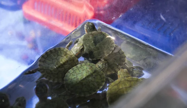 Kleine Rood Eared Schildpadden Een Container Van Het Water Aquatische — Stockfoto