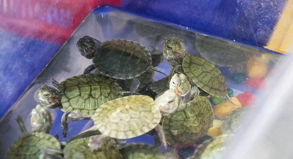 Kleine Rood Eared Schildpadden Een Container Van Het Water Aquatische — Stockfoto