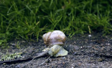 Orman kum boyunca büyük kahverengi salyangoz tarar