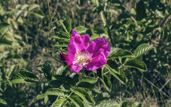 Flor Rosada Del Escaramujo Sobre Fondo Las Hojas Verdes Verano — Foto de Stock