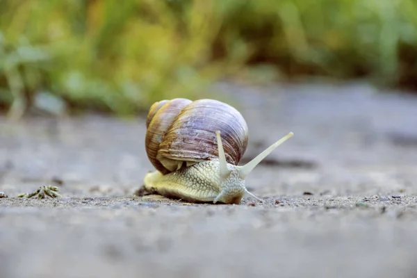 Large Brown Snail Crawls Sand Forest — Stock Photo, Image