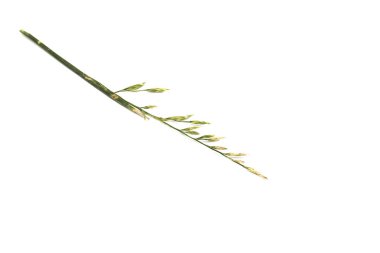 Beyaz arka plan, isoalted, alan çim üzerinde yeşil yaz bıçak