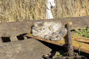 Gri kedi bir arabasında uyuyor