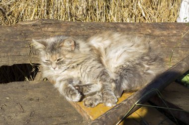 Gri kedi bir arabasında uyuyor