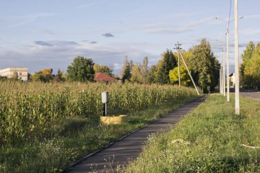 Bir yol boyunca mısır tarlası