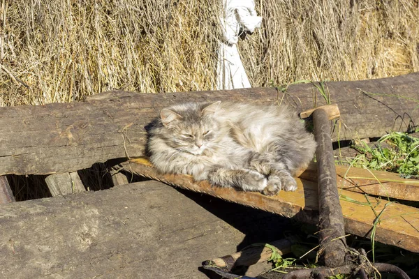 Сірий Кіт Спить Візку — стокове фото