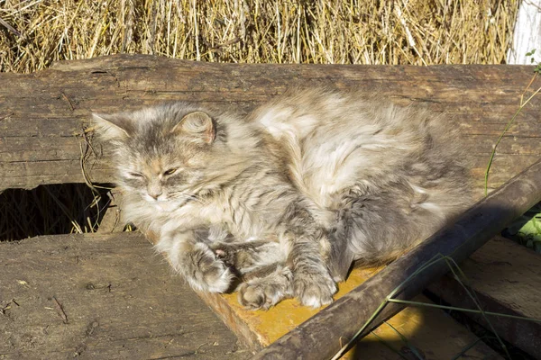 Gri kedi bir arabasında uyuyor