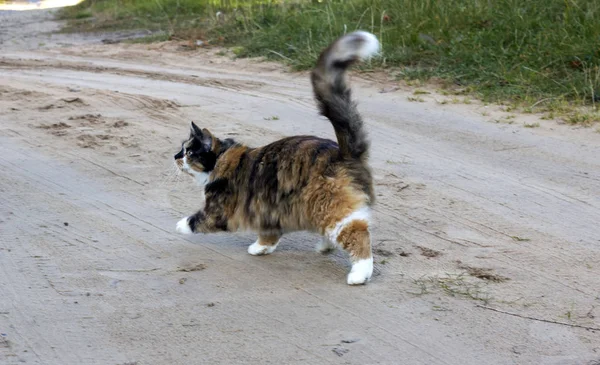 Drie Gekleurde Kat Spelen Het Gras — Stockfoto