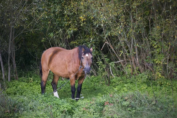 Коричневий Кінь Лісі Галявині — стокове фото