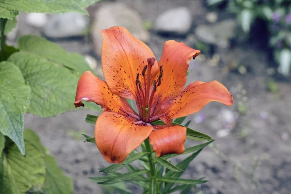 Orenge Tiger Lily Mot Bakgrund Jord Och Växter Blomma — Stockfoto