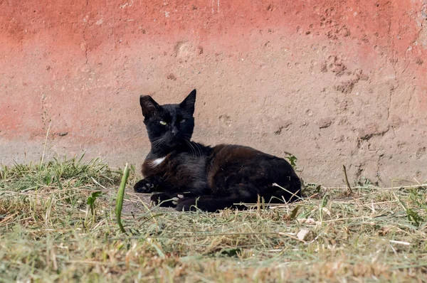 Black Cat White Speck Its Chest Lies Wall — Stock Photo, Image