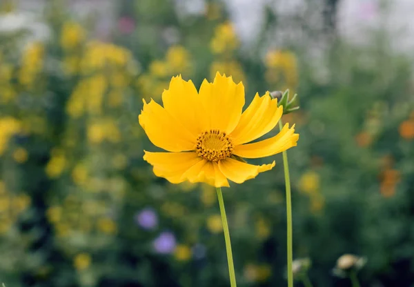 Cosmos Soufre Jaune Sur Fond Flou Fleurs Jaunes Herbe — Photo