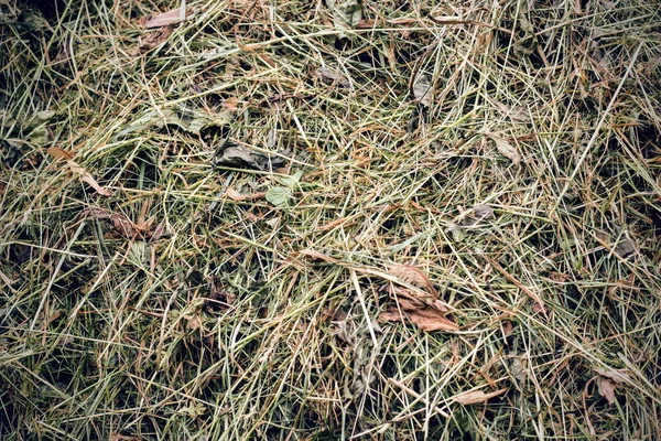 Blätter und Halme von trockenem Gras, Textur oder Hintergrund — Stockfoto