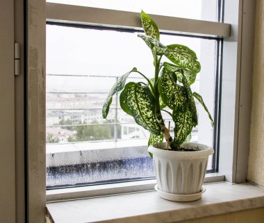 Bir pencere üzerinde beyaz bir tencerede difenbachia çiçek