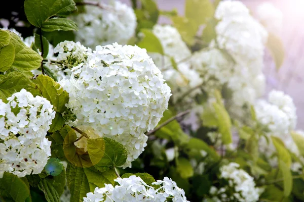 Bush Fleurs Boule Neige Dans Contexte Soleil Été Lumineux — Photo