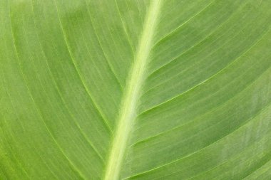 Bitki, doku veya metin için arka plan büyük bir yaprak