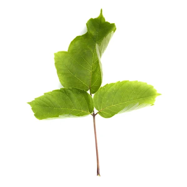 Zielony liść na białym tle roślina — Zdjęcie stockowe