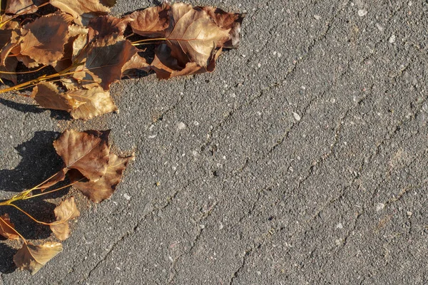 Ramo com folhas de outono amarelas no asfalto — Fotografia de Stock