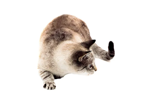 Gray cat on a white background — Stock Photo, Image