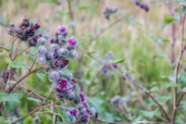 Menekşe alan çiçek yeşil çimen, kopya alanı bir arka plan üzerinde