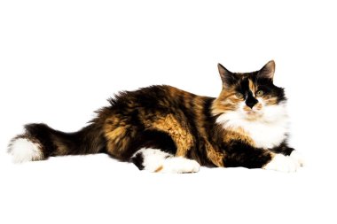 Beyaz bir arka planda izole hayvan siyah beyaz kırmızı kedi