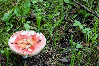 Yeşil yaprakları, kopya alanı arasında ormanda mantar