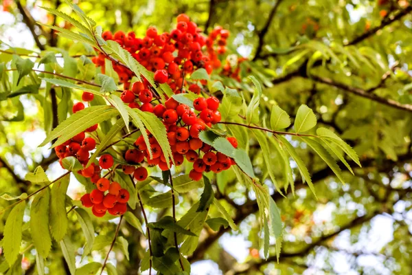 Zweig Von Roter Eberesche Birke Mit Blättern Aus Nächster Nähe — Stockfoto