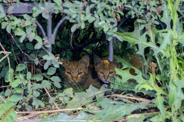 Dois Gatos Vermelhos Escondem Nos Arbustos Verão Animal Sem Teto — Fotografia de Stock
