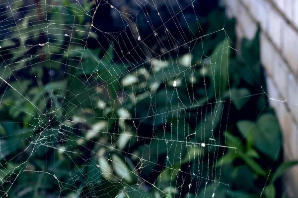 Cobweb on the background of green leaves, beginning of autumn