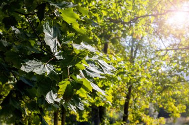 Sarı sonbahar bir ağaç dalları sayesinde parlak güneş yaprakları