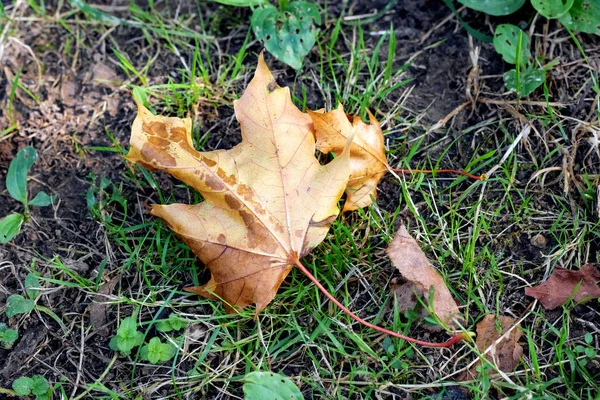 緑の草に黄色の乾燥葉 — ストック写真