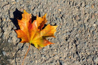 Sarı akçaağaç yaprakları üzerinde asfalt, sonbahar