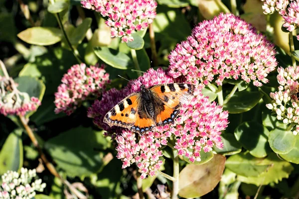 Yellow butterfly on a flower, summer animal — Stock Photo, Image