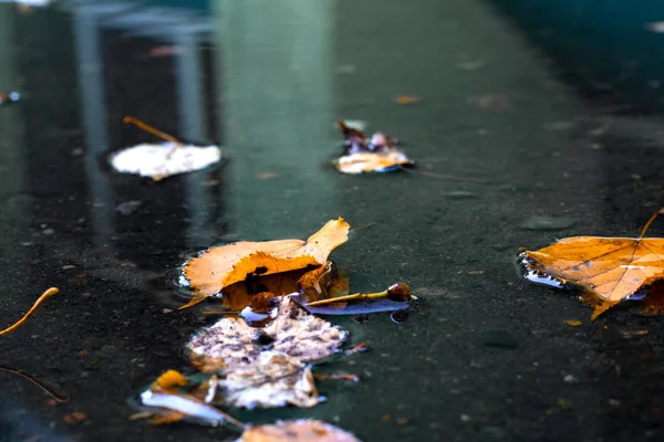 Yellow autumn leaves float in water, autumn — Stock Photo, Image