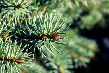 Ladin iğne yakın kadar makro fotoğraf ile Şubesi