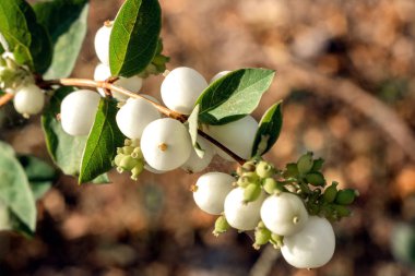 Çim ve toprak zemin üzerine beyaz çilek ile şube