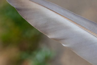 Gri tüy yeşil bir arka plan karşı kopya alanı kapatın