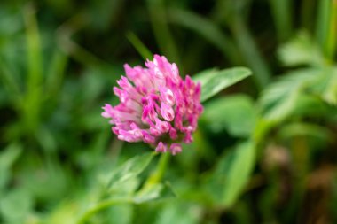 Çiçek mor yaprakları ile yakın çekim yeşil bir arka plan üzerinde