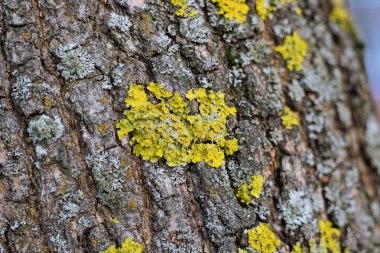 Bir yeşil yosun bir ağaç kabuğu üzerinde Kapat