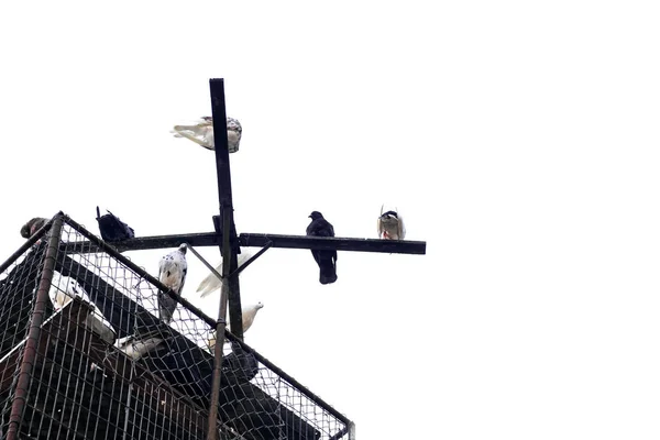 Beaucoup Pigeons Sont Assis Sur Une Cage Sur Fond Blanc — Photo