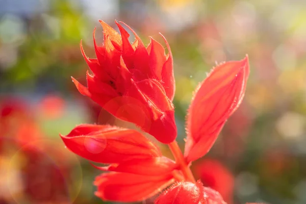 Λουλούδι Κόκκινα Πέταλα Κλείστε Επάνω Πράσινο Φόντο — Φωτογραφία Αρχείου