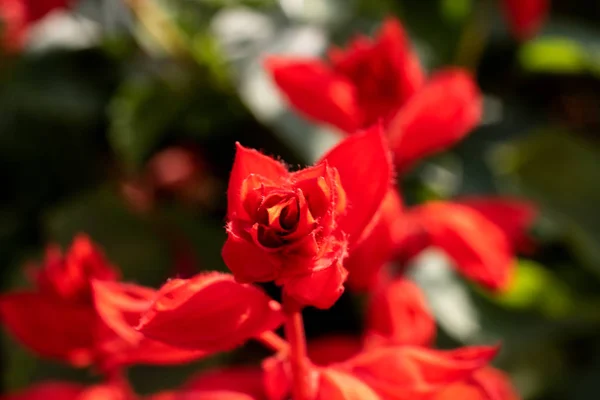 Flor Con Pétalos Rojos Cerca Sobre Fondo Verde —  Fotos de Stock