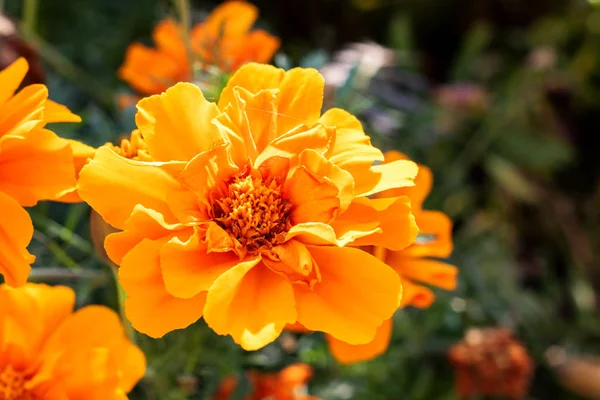 Flor Com Pétalas Laranja Fechar Fundo Verde — Fotografia de Stock