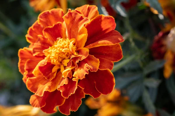 Квітка Апельсиновими Пелюстками Крупним Планом Зеленому Фоні — стокове фото