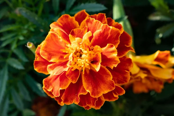 Flor Com Pétalas Laranja Fechar Fundo Verde — Fotografia de Stock