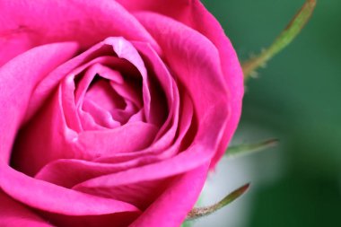 Üzerinde pembe gül tomurcukları yakın çekim 