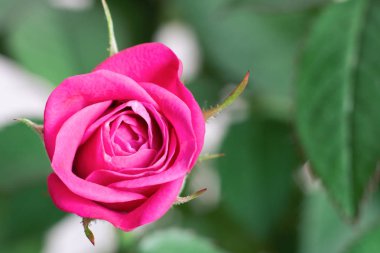 Üzerinde pembe gül tomurcukları yakın çekim 